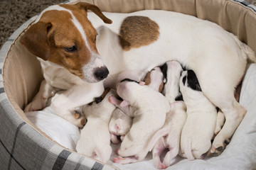 dog feeds the puppies,  Jack Russell Terrier