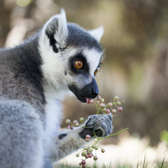 Lémur (Lemur catta)