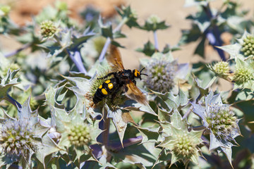Mammoth wasp Megascolia maculata is a very large wasp, sits on a flower. Mammoth wasp Megascolia maculata very large wasp.