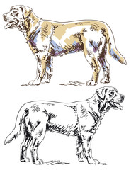 Hand drawn Labrador Retriever dog vector illustration