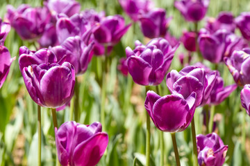 Violet and white color of blooming tulip flower in garden background