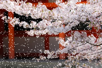 Fototapete Kyoto Sakura Fubuki am Schrein Kyoto