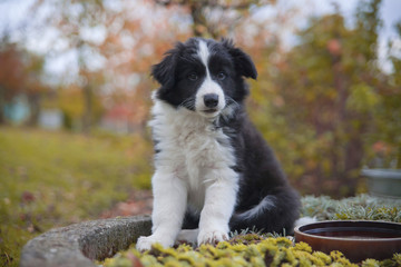 puppy border collie in autumn sitting