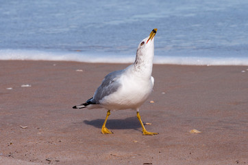 Ring billed gull on a sandy beach.