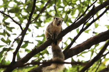 Squirrel wildlife scare or protective their family on tree in nature background