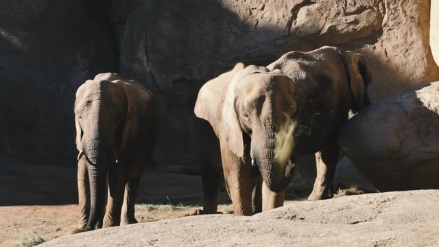 Elefantes comiendo