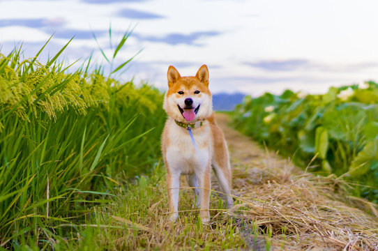 柴犬 の画像 10 156 件の Stock 写真 ベクターおよびビデオ Adobe Stock