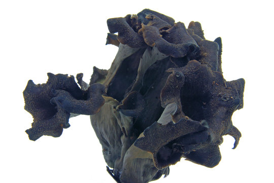 Toten- oder Herbsttrompete (Craterellus cornucopioides)Speisepilz