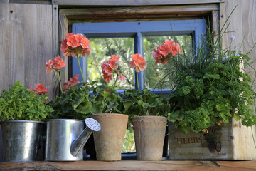 Geranien mit Zinkgießkanne am alten Holzfenster im Garten