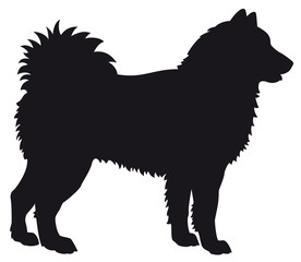 Alaskan Malamute dog - Vector black silhouette isolated © vectorbox