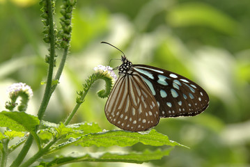 butterfly in the nature