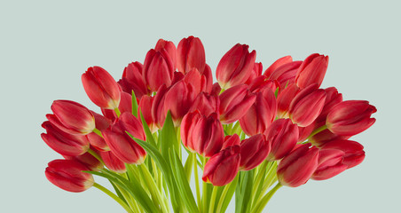 beautiful fresh red tulips in a row isolated on pastel blue can be used as background