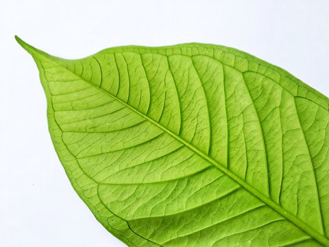 Closeup top view of green leaf on white background.