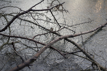 Bare and defoliated branch is partly in the frozen water, ice. Desaturated nature in the winter.