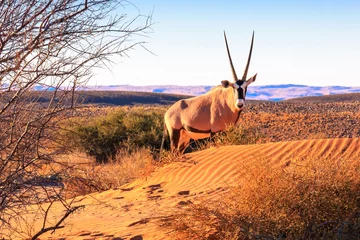 Brushed aluminium prints Antelope Curious Oryx
