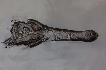 Crocodile hunts for food in a pond with head above water