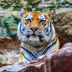 Fototapeta na wymiar Majestic Tiger