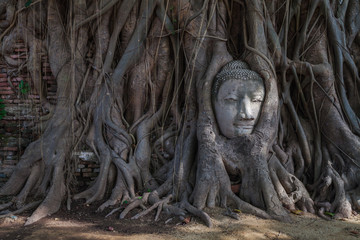 Buddha's head in tree roots at Ayuthaya province, Thailand. A part of sandstone buddha image which fell off the main body was gradually trapped into the roots of a constantly growing Bodhi trees.