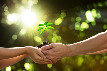 Two hands holding together a green young plant
