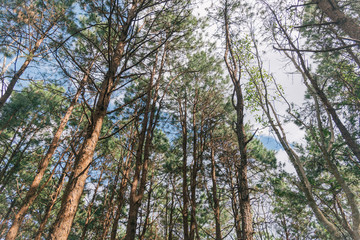 Forest pine nature background.