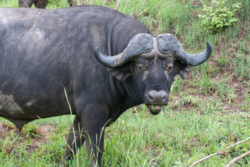 Kruger National Park, Mpumalanga, South Africa