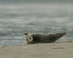 Baby seal on the sand