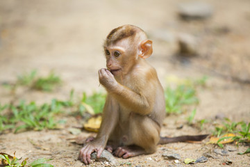 Monkeys of Monkey Hill Thailand Phuket 