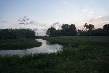river in the swamp at sunset