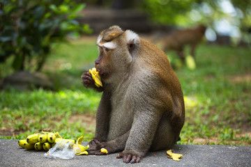 Monkeys of Monkey Hill Thailand Phuket 