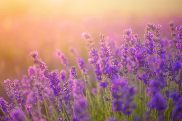 Sonnenuntergang über einem violetten Lavendelfeld © Natalia