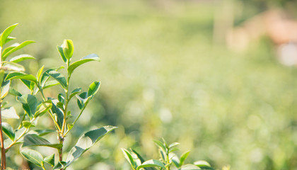 Green tea in Green tea farm.