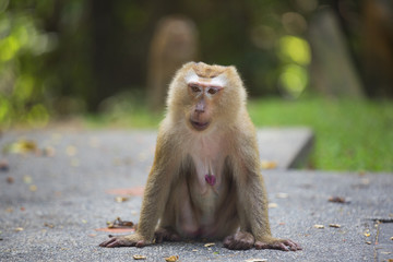 Monkeys of Monkey Hill Thailand Phuket 