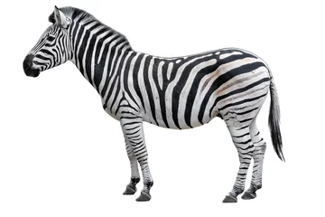 Poster Jonge mooie zebra geïsoleerd op een witte achtergrond. Zebra close-up. Zebra-uitsparing over de volledige lengte. Dierentuin dieren. © esvetleishaya