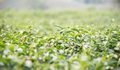 Green tea in Green tea farm.