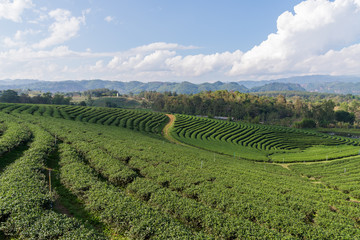Naklejka premium Landscape of Green tea farm.