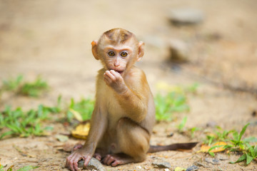 Monkeys of Monkey Hill Thailand Phuket 