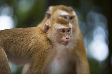 Monkeys of Monkey Hill Thailand Phuket 