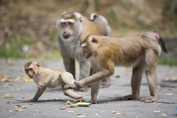 Monkeys of Monkey Hill Thailand Phuket 