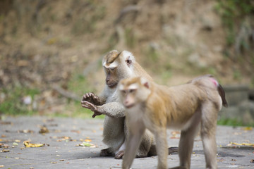 Monkeys of Monkey Hill Thailand Phuket 