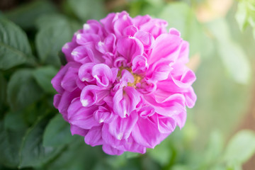pink flower in garden.