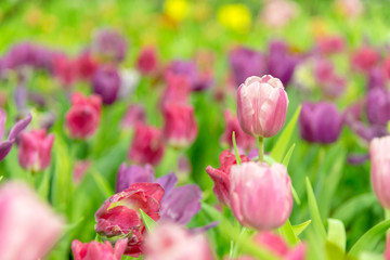 Tulip Flower. Beautiful bouquet of tulips. colorful tulips. tulips in spring at the garden,colourful tulip,Nature background.