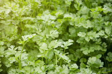Salads are growing in vegetable plots.