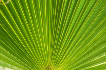 Obraz premium Palm leaves on a sunny day