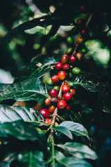 Arabicas Coffee Tree on Coffee tree at Doi Chaang in Thailand, Coffee bean Single origin words...
