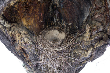 Abandoned bird's nest in the hollow of an old tree