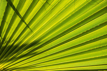 Obraz premium Palm leaves on a sunny day