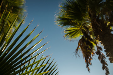 Fototapeta na wymiar Palms on the background of a blue sky