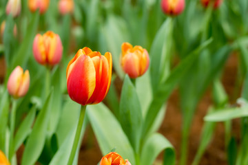 Tulip Flower. Beautiful bouquet of tulips. colorful tulips. tulips in spring at the garden,colourful tulip,Nature background.