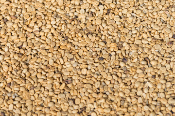 Raw coffee beans 