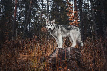 Alaskan Malamute in the forest like a wolf